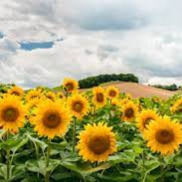 Meet your Posher, Amore - Picture 1 of 1